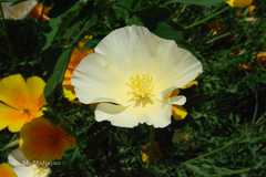 Papaver nudicaule